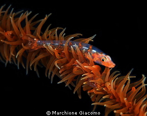 Free climbing, Goby on whip coral
Nikon D800E, 105 micro... by Marchione Giacomo 